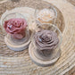 Cloche de rose eternelle-Couleurs Latté -Vieux Rose-Champagne -Nouvelles Roses Eternelle Tendance