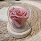 Cloche de rose eternelle-Couleurs Latté -Vieux Rose-Champagne -Nouvelles Roses Eternelle Tendance