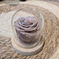 Cloche de rose eternelle-Couleurs Latté -Vieux Rose-Champagne -Nouvelles Roses Eternelle Tendance