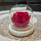 Rose Éternelle rouge gros bouton sous cloche en Verre