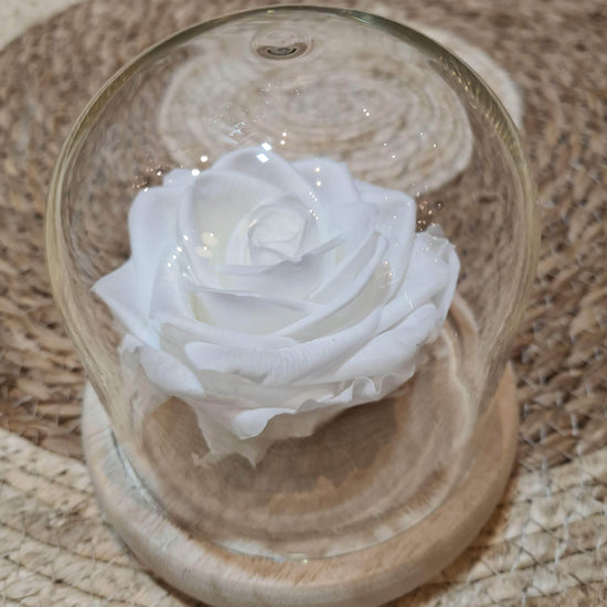 Rose éternelle Blanche gros bouton sous cloche en verre