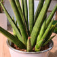 Sansevieria avec cache pot