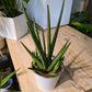 Sansevieria avec cache pot