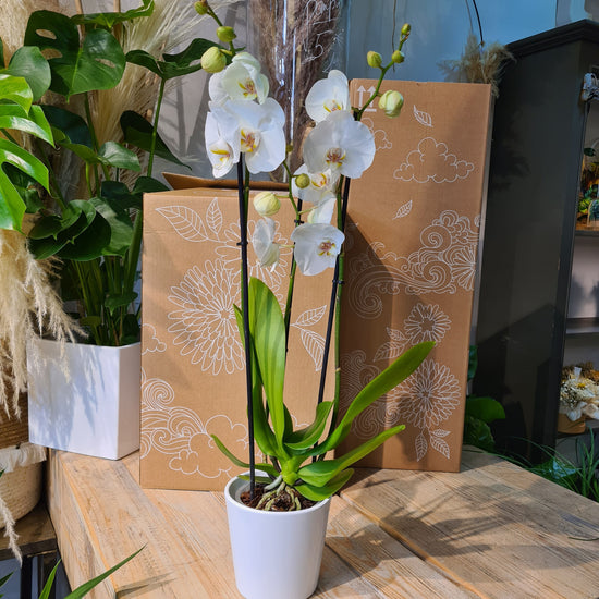 Orchidée phalaénopsis avec cache pot