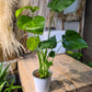 Philodendron avec cache pot