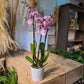 Orchidée phalaénopsis avec cache pot