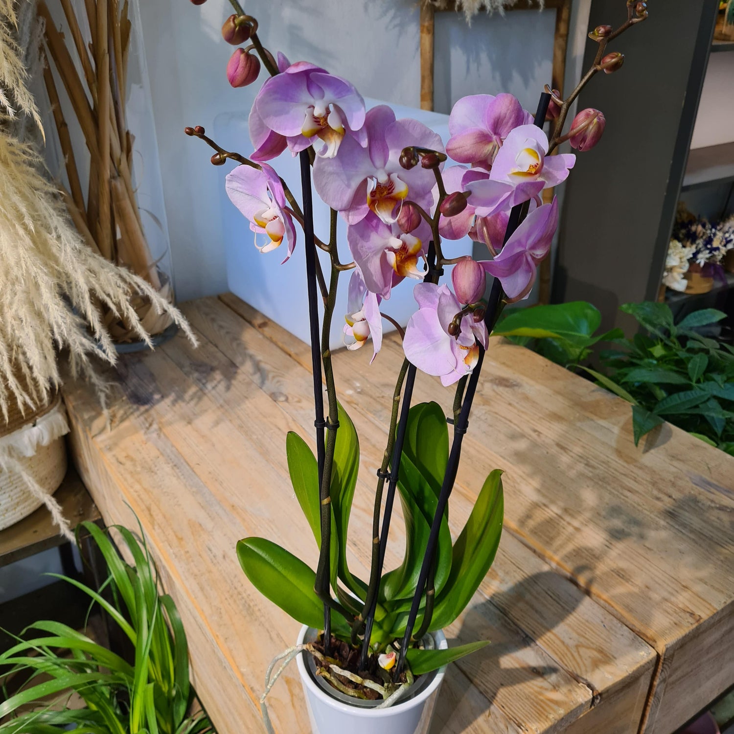 Orchidée avec cache pot céramique blanc