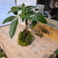 Pachira kokedama livraison de plantes à domicile
