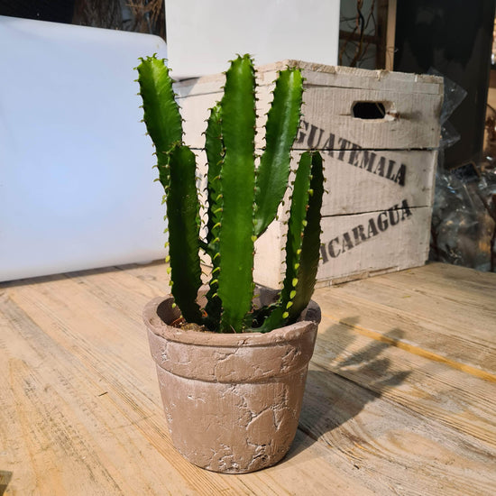 Cactus euphorbe -avec cache pot-28 cm