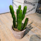 Cactus euphorbe -avec cache pot-28 cm