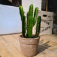 Cactus euphorbe -avec cache pot-28 cm