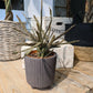 Euphorbe Platyclada -Plantes Verte d&